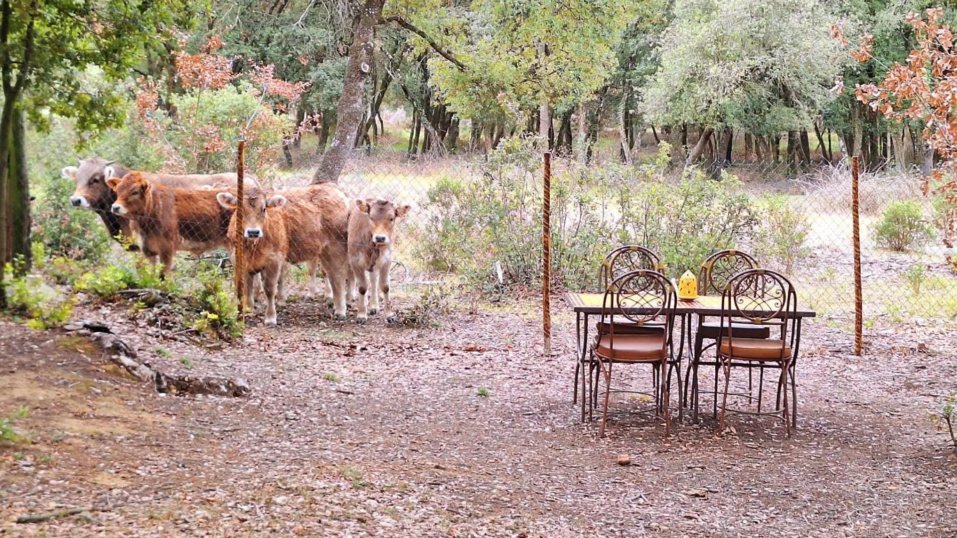 Chalet Casa Natura Montseny Barcelona